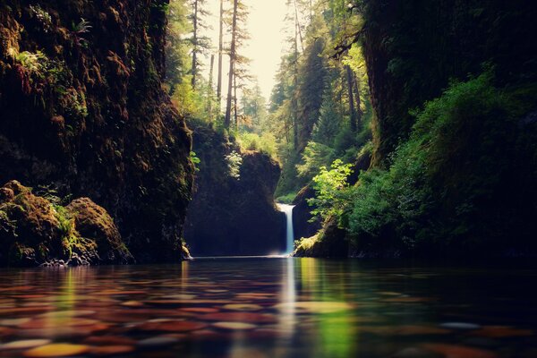 A small waterfall in a dense forest