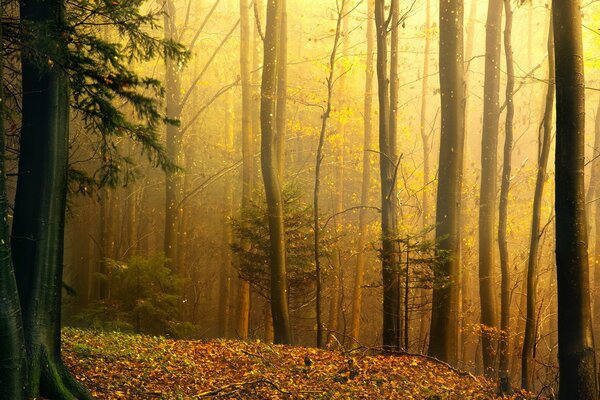 La belle forêt sent le feuillage tombé à l automne