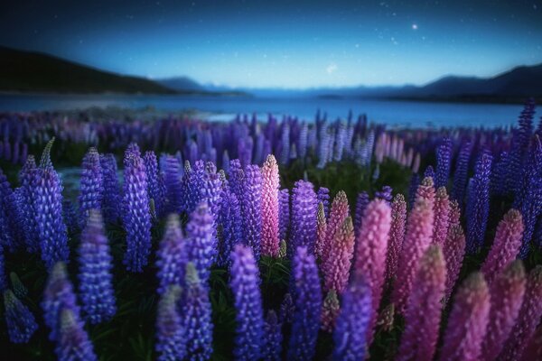 Foto notturna di Lupin in riva al lago