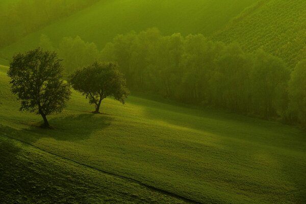 Árboles y campos verdes temprano en la mañana