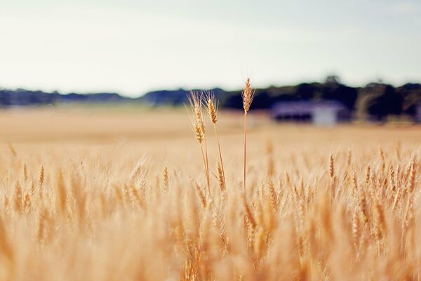 Golden ears of wheat in the field