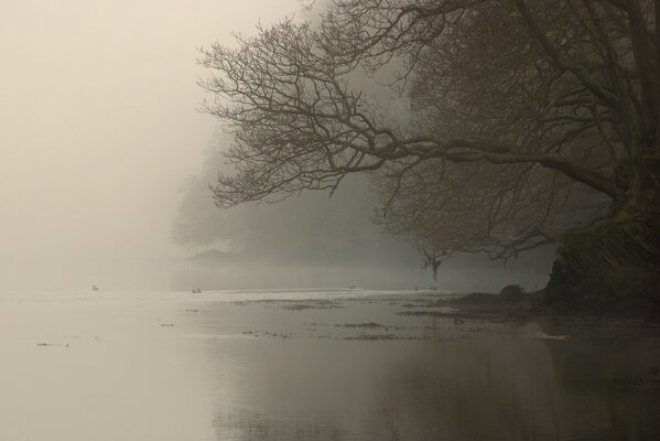 Rami di albero nella nebbia mattutina sul fiume