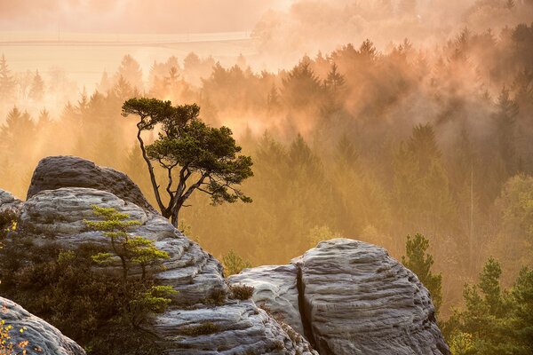 Ein Baum auf einem Felsen an einem nebligen Morgen