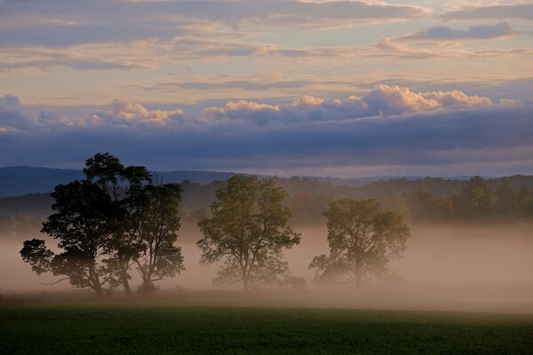 The trees are in the fog and the sky is visible