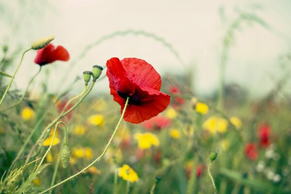 Roter Mohn unter anderen Makrofarben