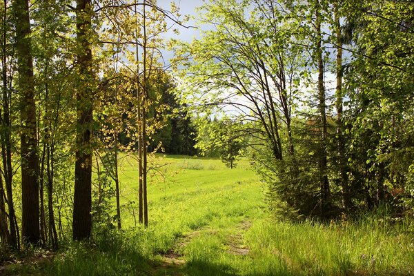 A path illuminated by the sun in a green forest