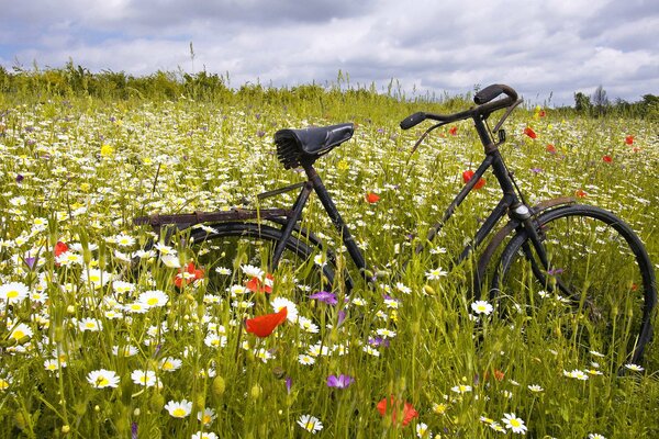 A bicycle in a field strewn with daisies and poppies, under a blue summer sky