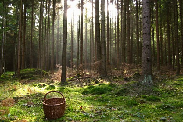 Un panier à la lisière de la forêt verte