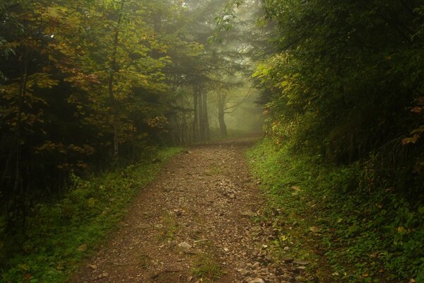 Camino de niebla en el bosque de la mañana