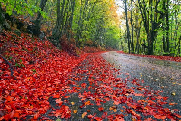 Route parsemée de feuilles d automne