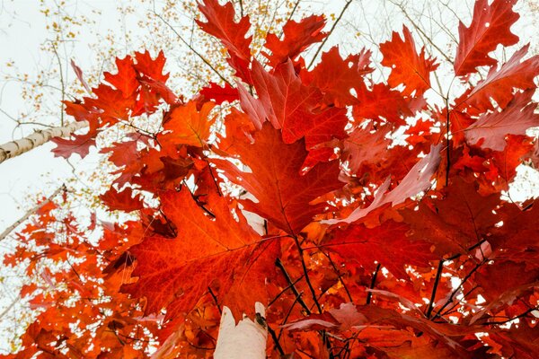 Passeggiata attraverso la foresta nei colori dell autunno