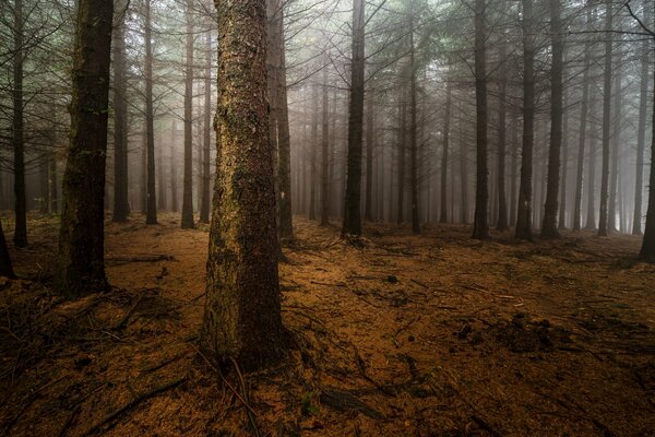 Tronchi d albero nudi nella nebbia. Foresta nebbiosa