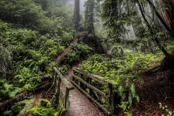 Düsterer, dichter, geheimnisvoller Wald