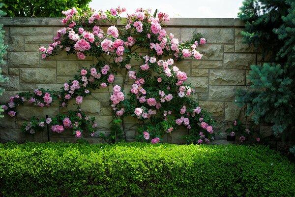 Fiori di rosa sul muro in estate