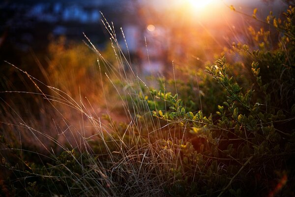 Natur im roten Sonnenuntergang