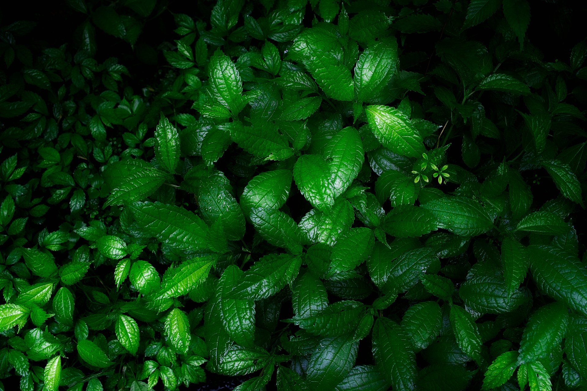 nature buissons herbe fleurs verdure humide