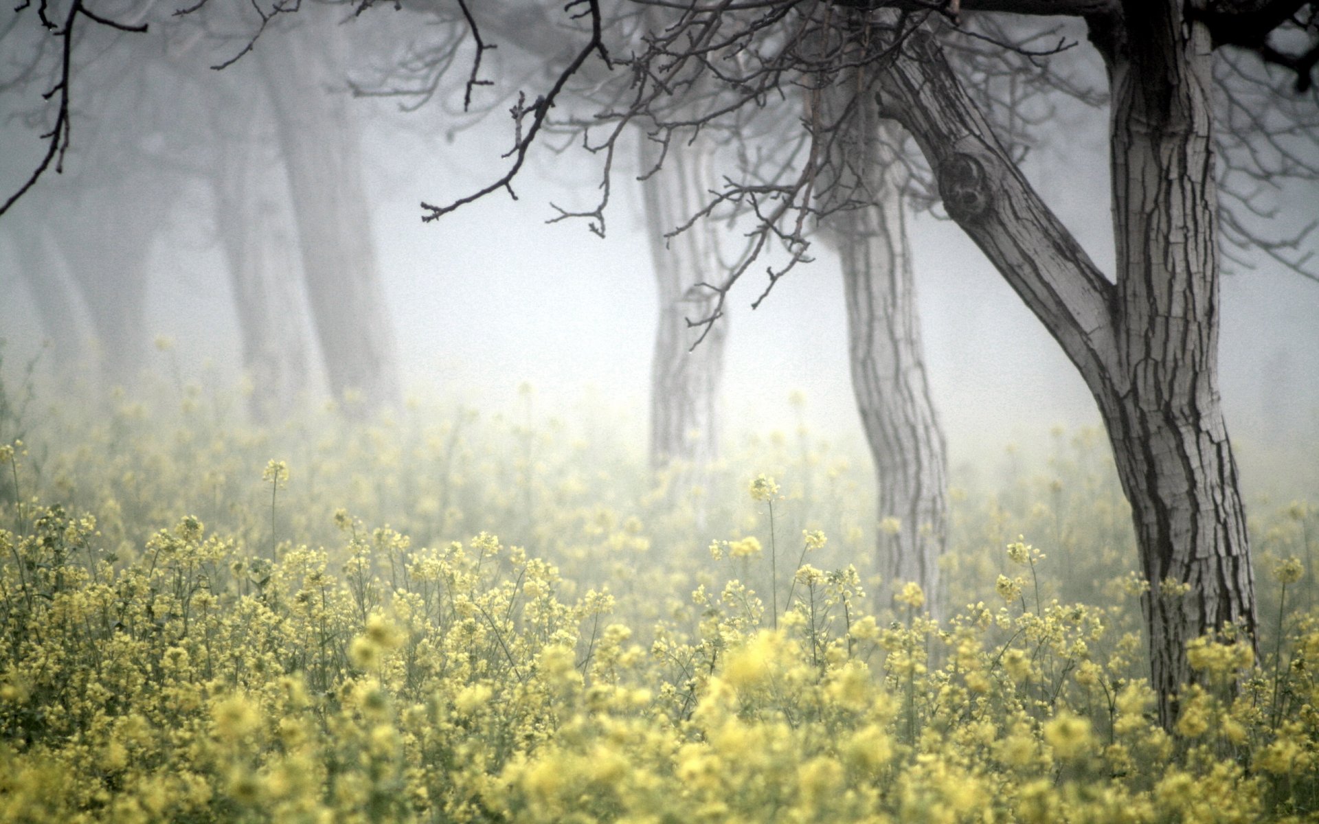 drzewa mgła rzepak natura krajobraz