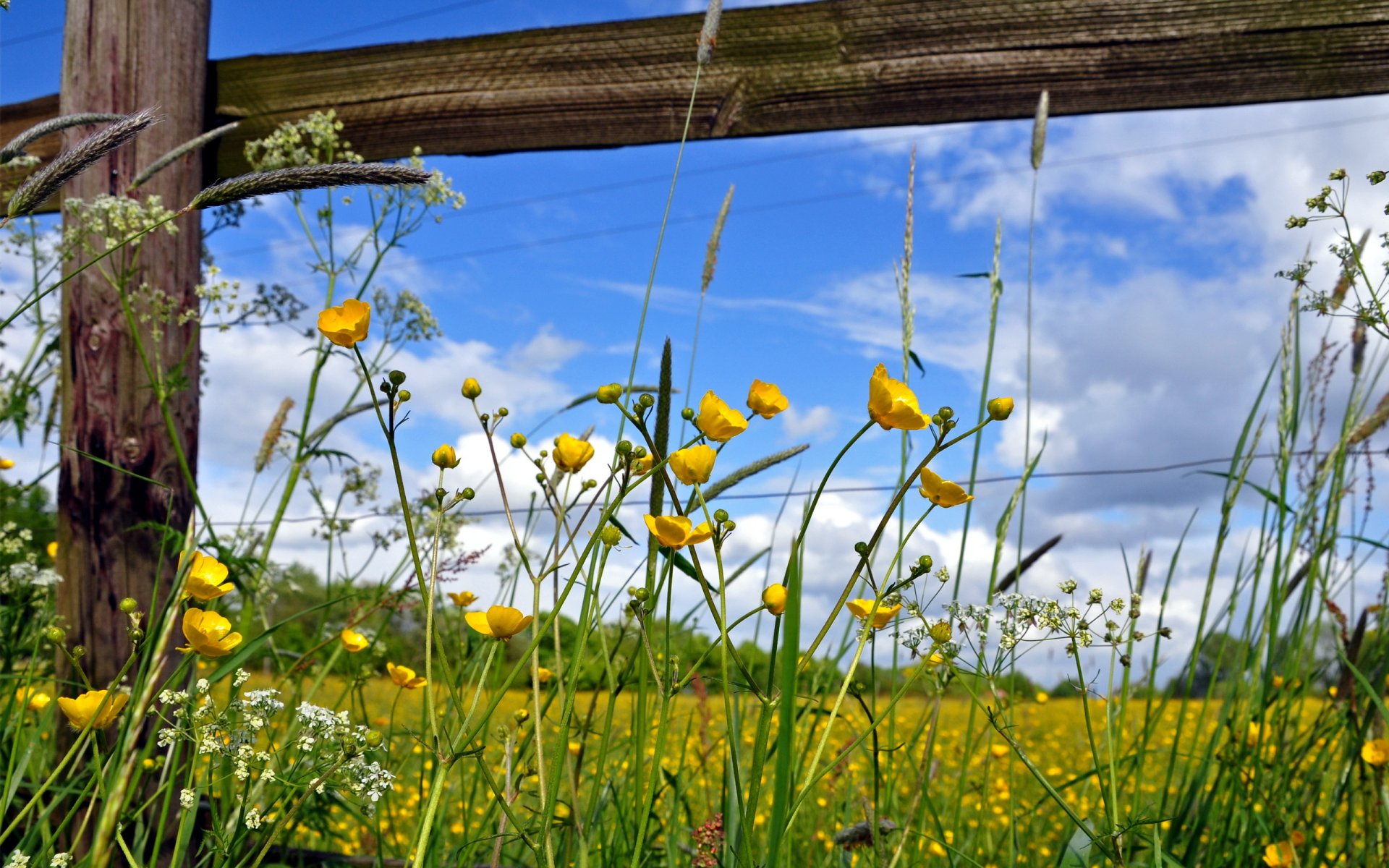 zaun blumen sommer natur