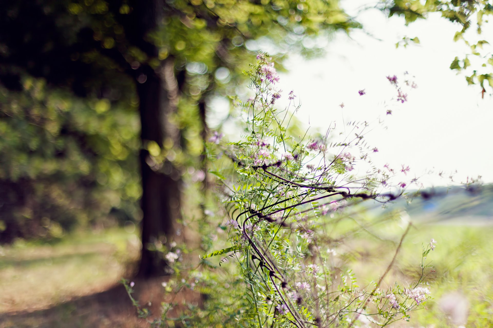 bokeh fiori griglia recinzione albero giorno estate sfocatura messa a fuoco natura