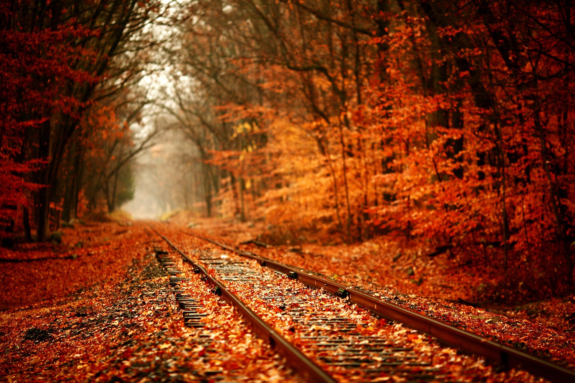 nature red autumn railroad foliage til-shift