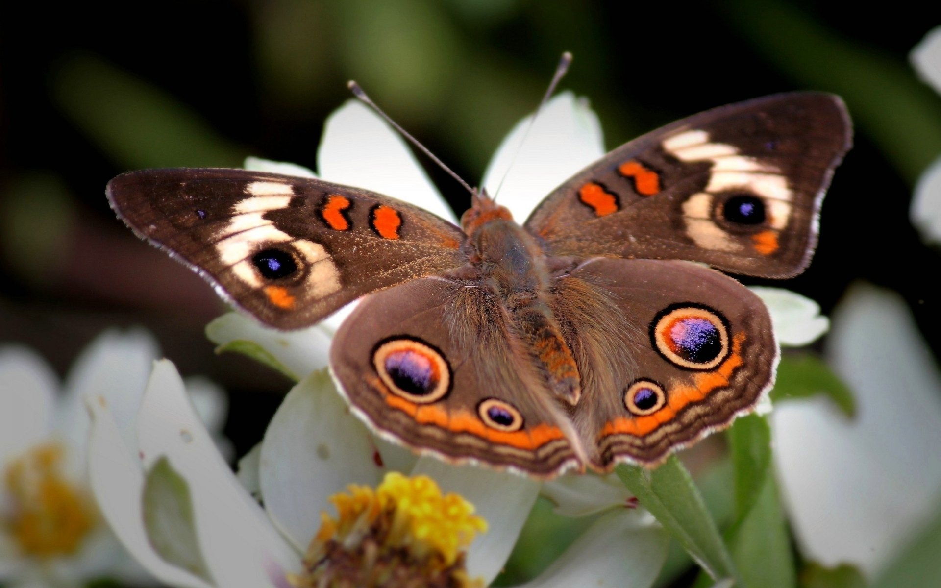 papillon ailes fleur modèles