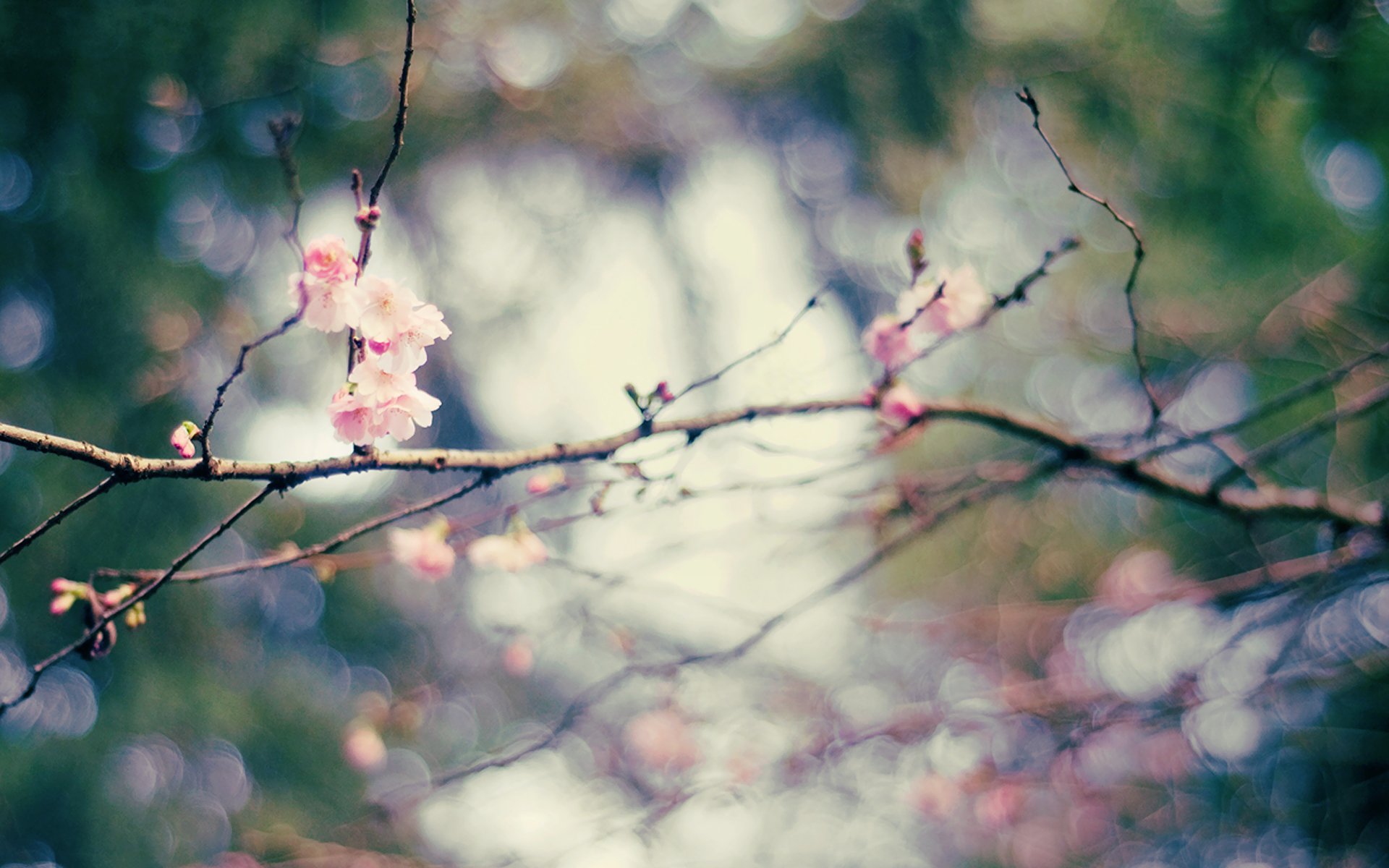 bokeh printemps branches fleurs