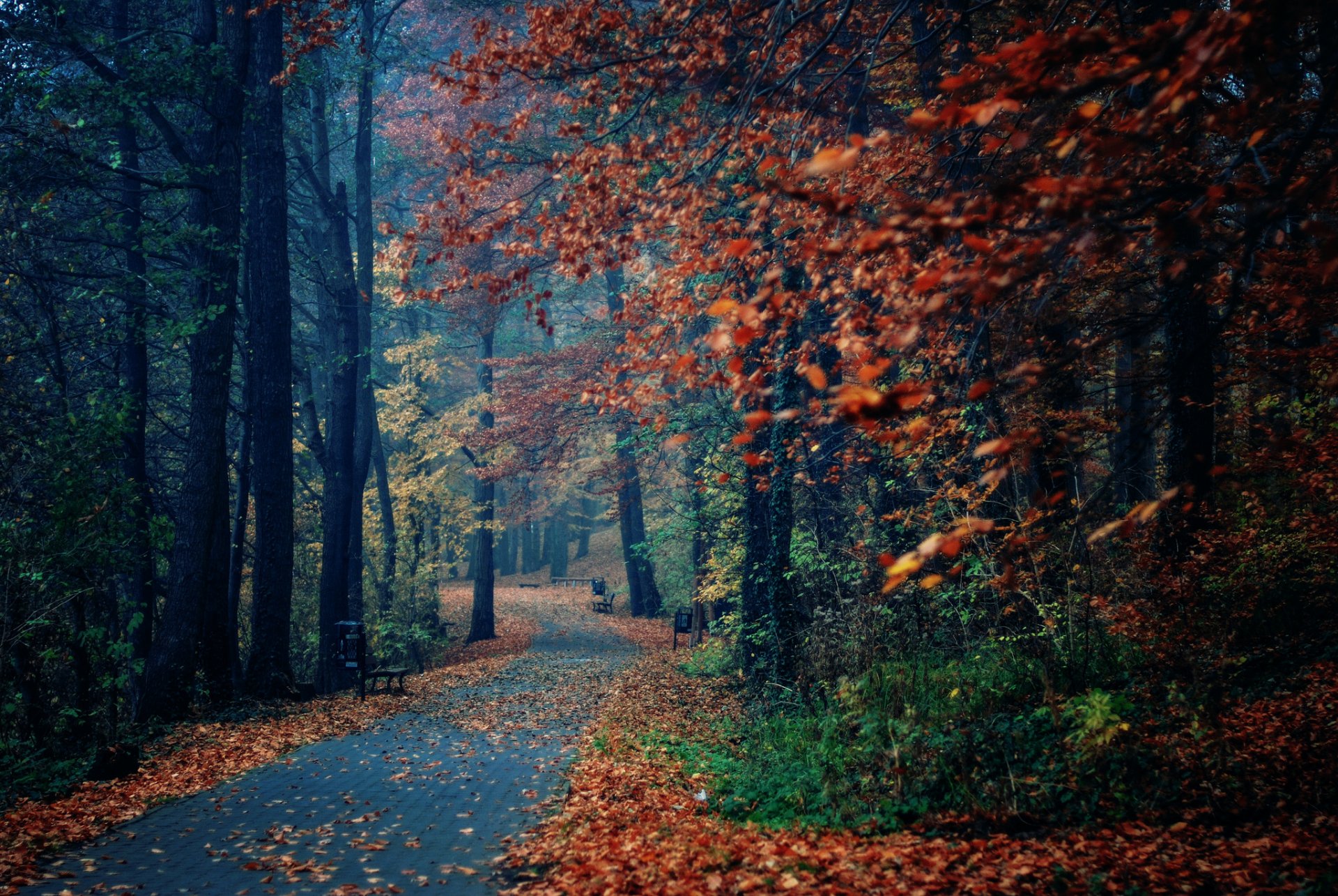 natur herbst park bänke bäume laub