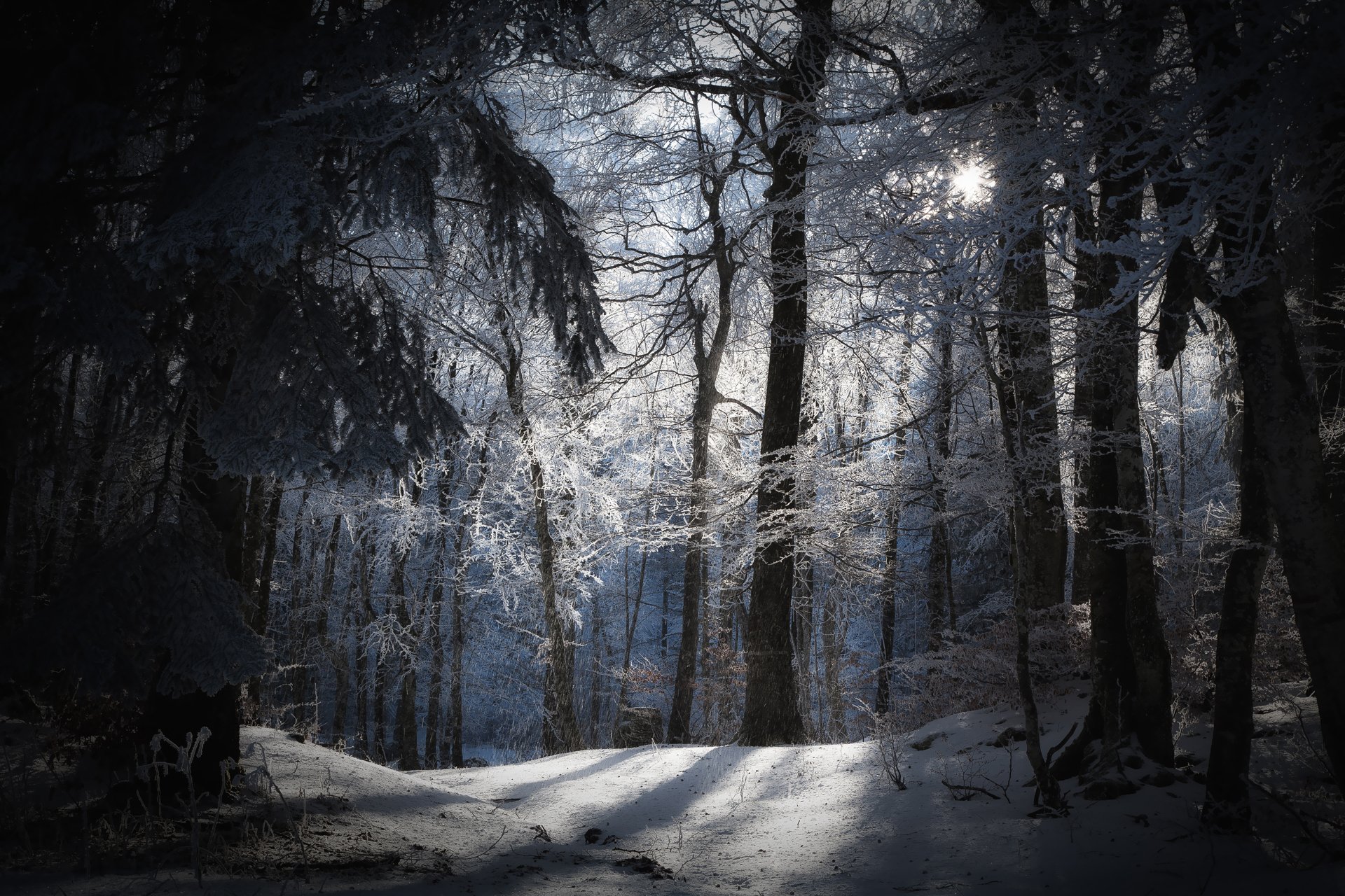 nature winter forest snow sun