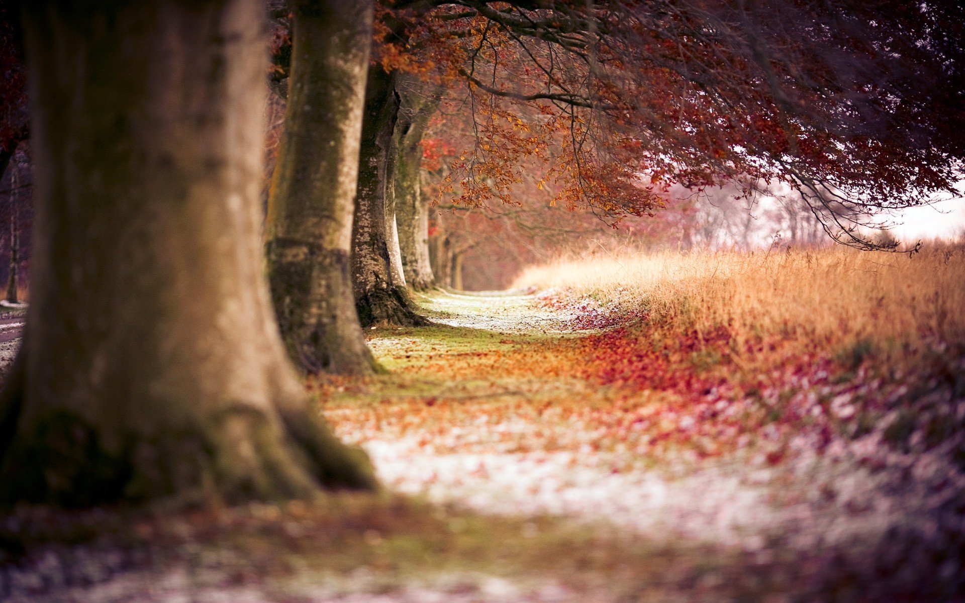 trees forest trail autumn nature highway