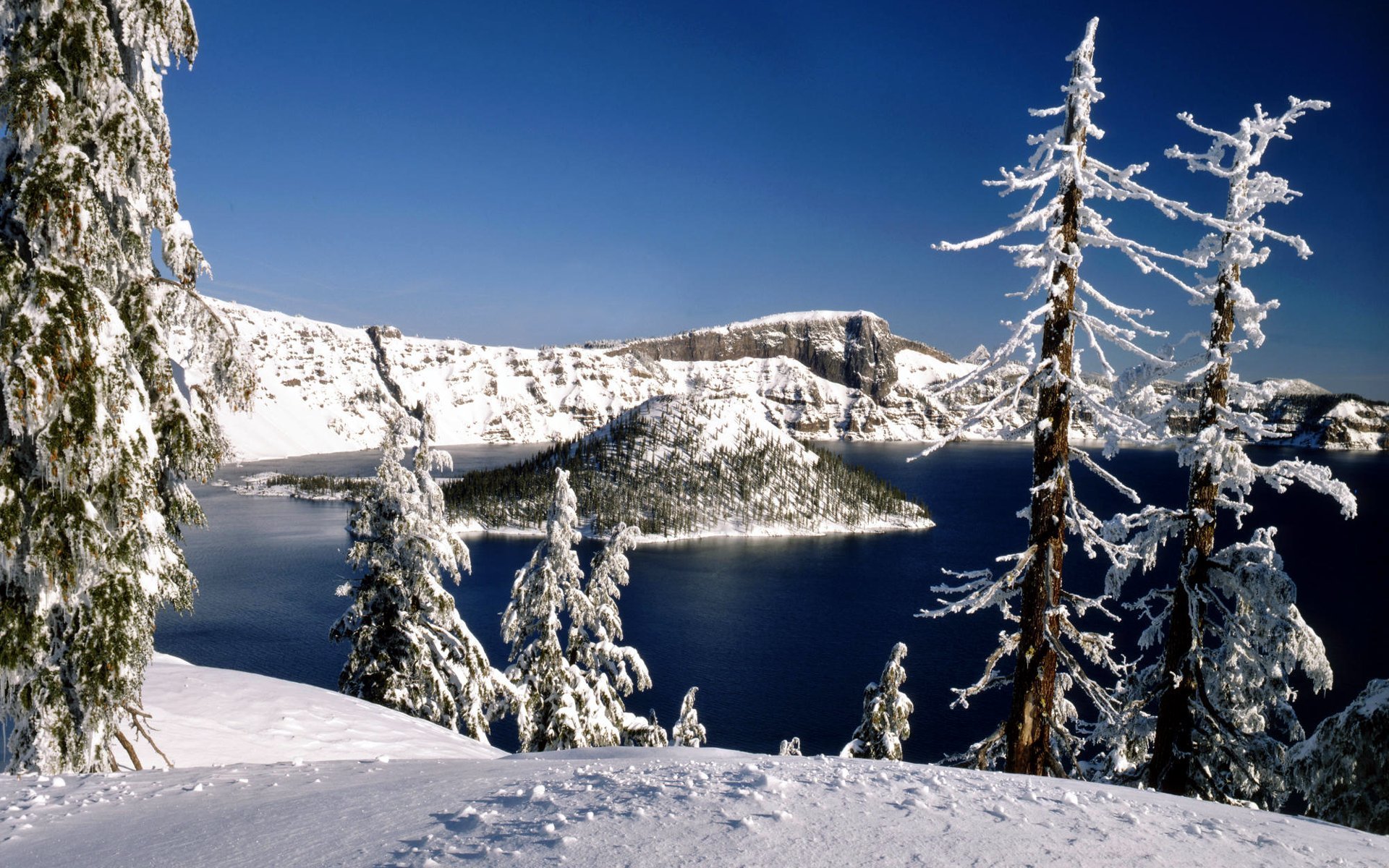 nature winter snow forest tree lake island