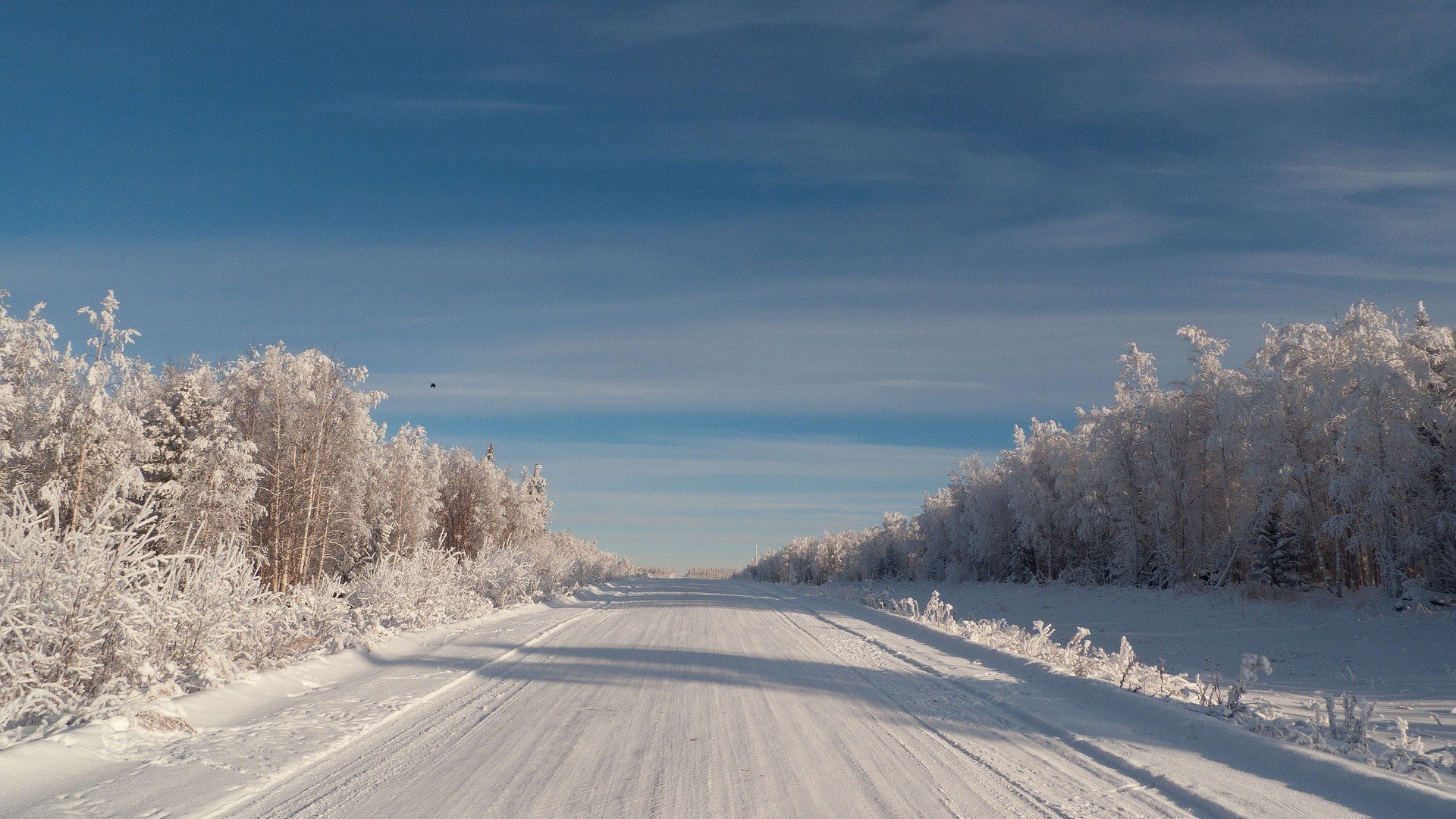 road sky fir trees cedars bird winter frost frost