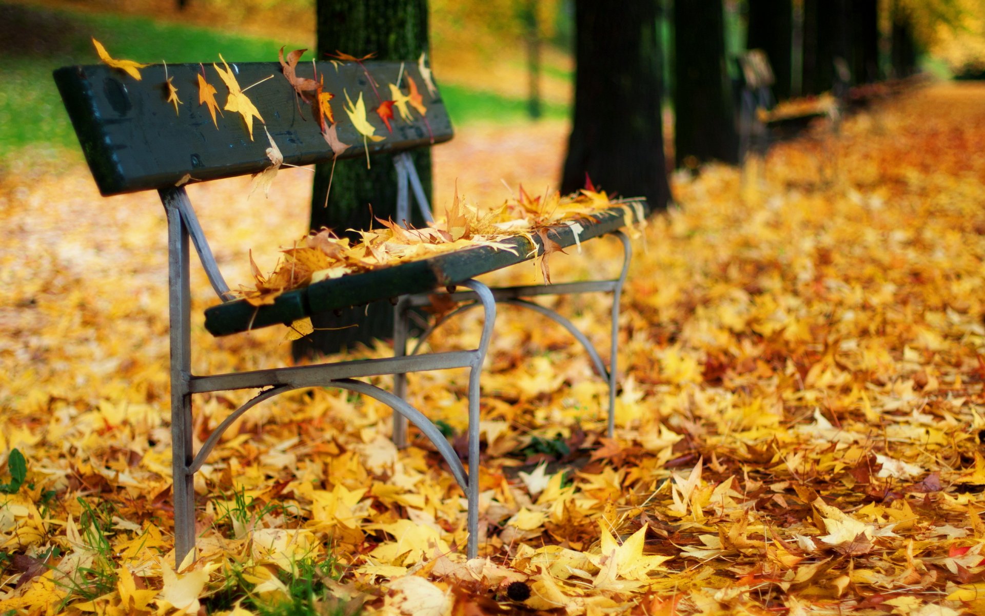 bench leaves autumn park