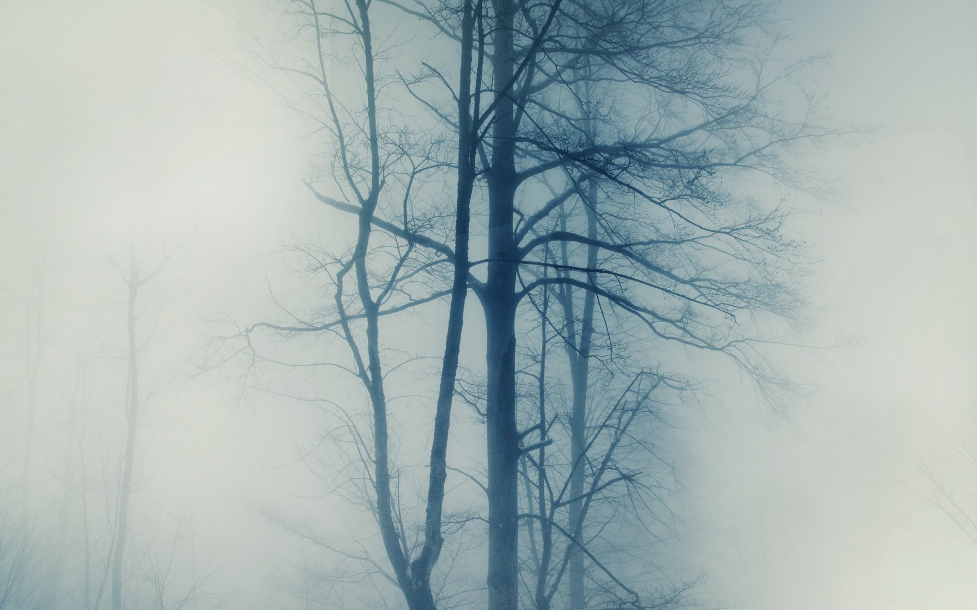 alberi nebbia natura