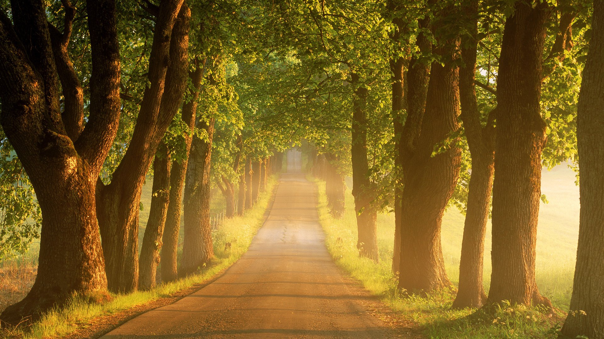 été route arbres matin lever du soleil brouillard suède