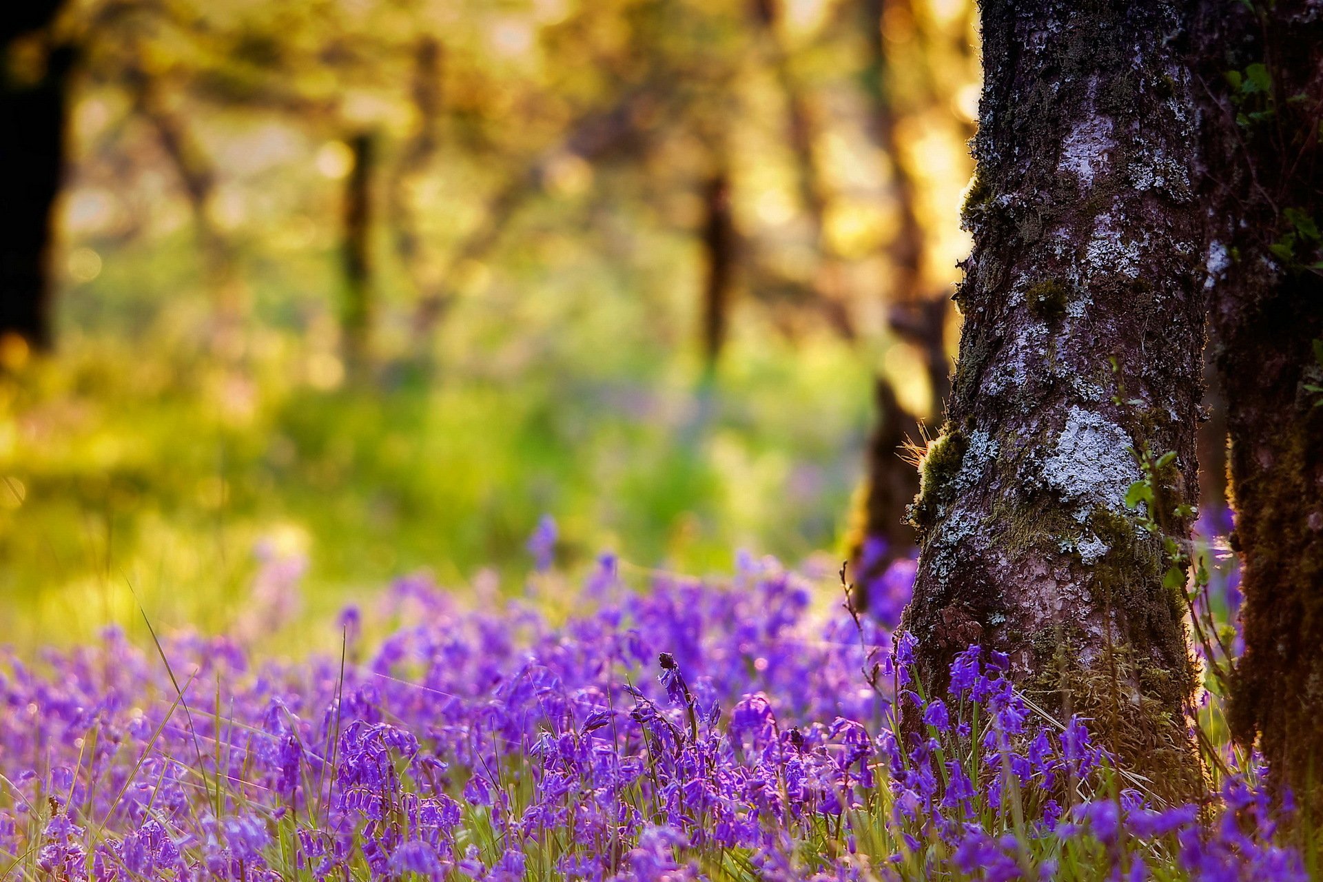 fiori legno natura