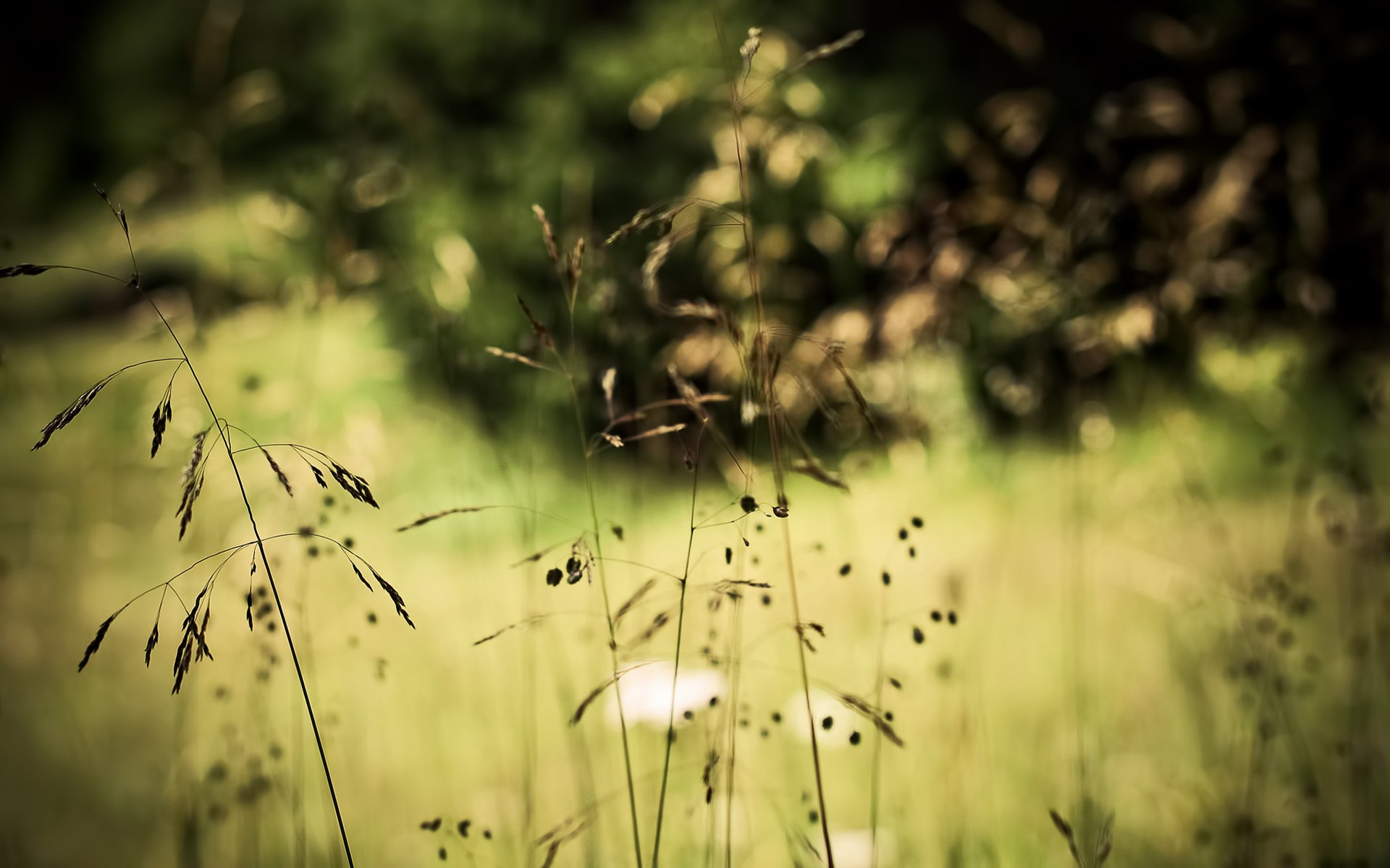 grass plants bokeh nature