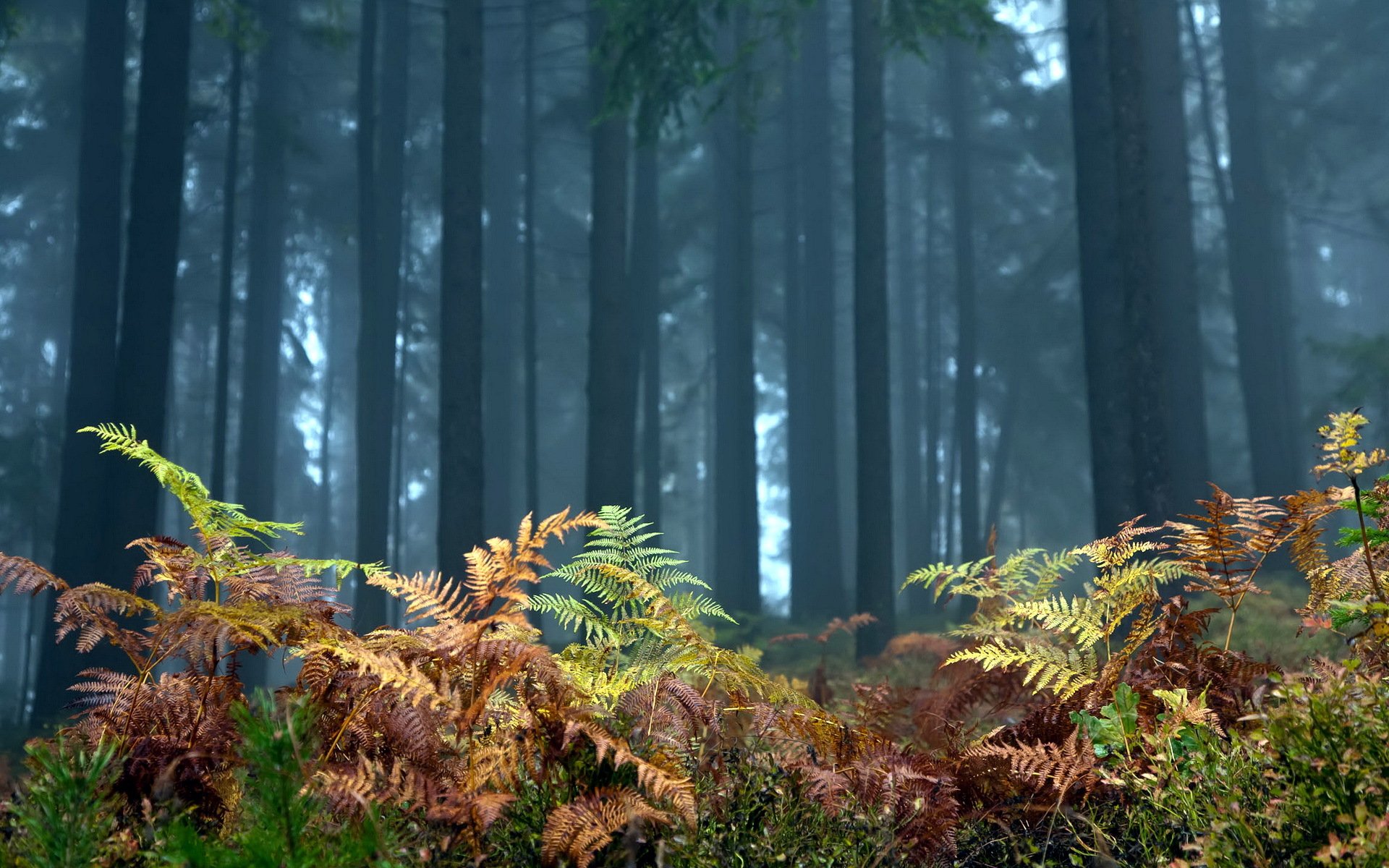 forêt fougère arbres nature paysage