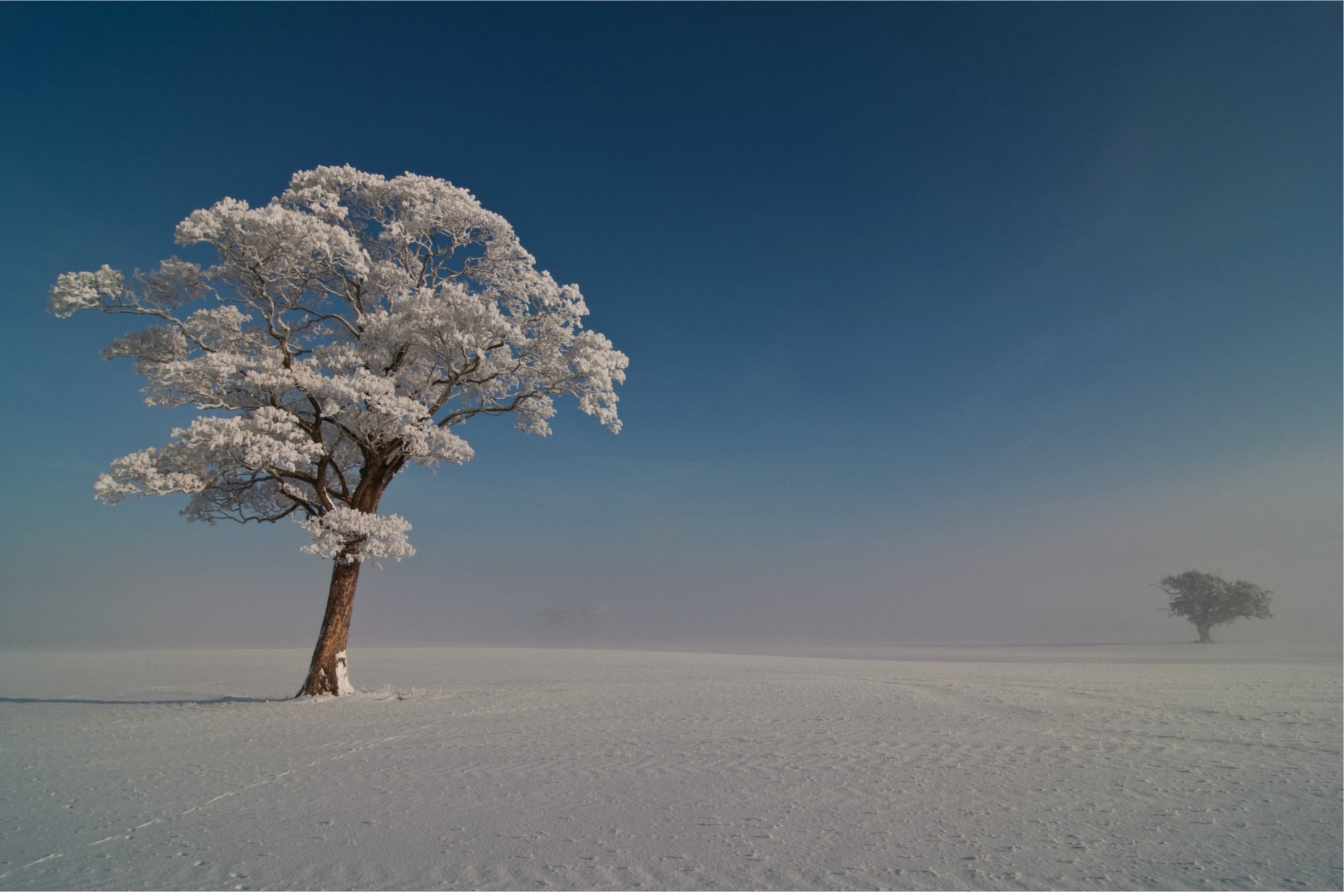 inverno alberi gelo neve blu cielo