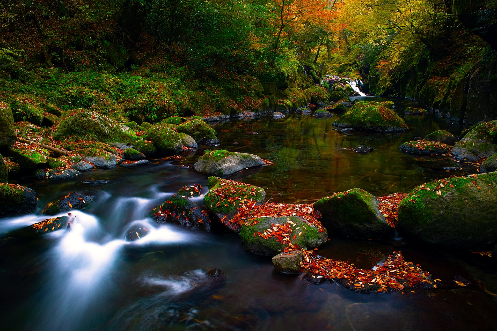 nature autumn forest foliage river stones feed