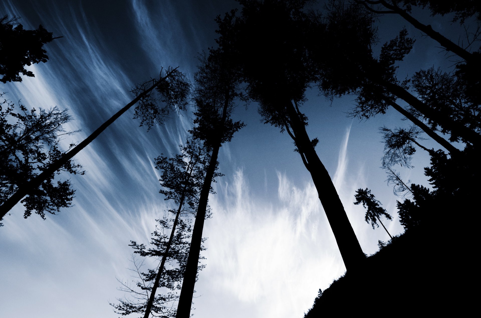 trees trunks sky hill hillock evening shadows silhouettes cloud