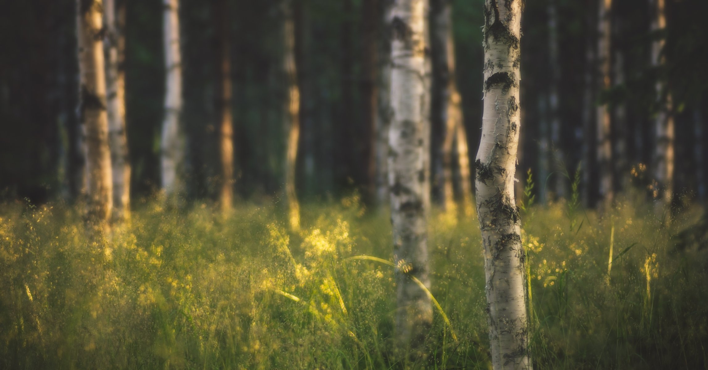 nature tree forest birch sun rays gra