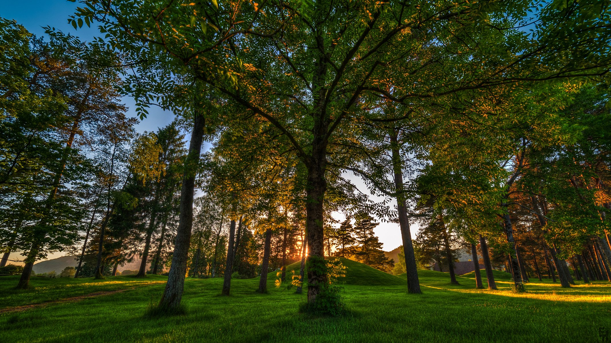 norvegia foresta alberi