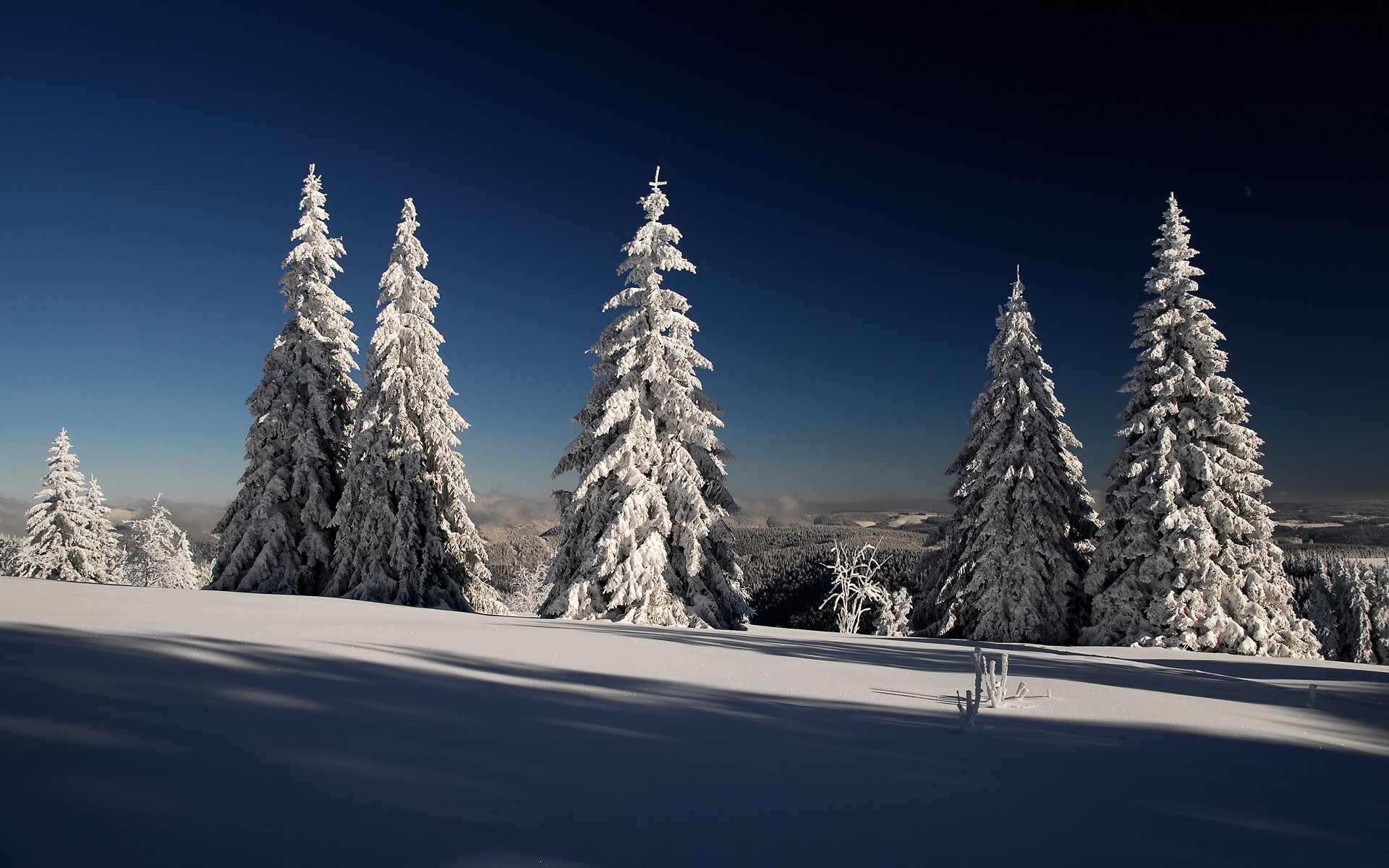 inverno neve abete rosso alberi di natale foresta