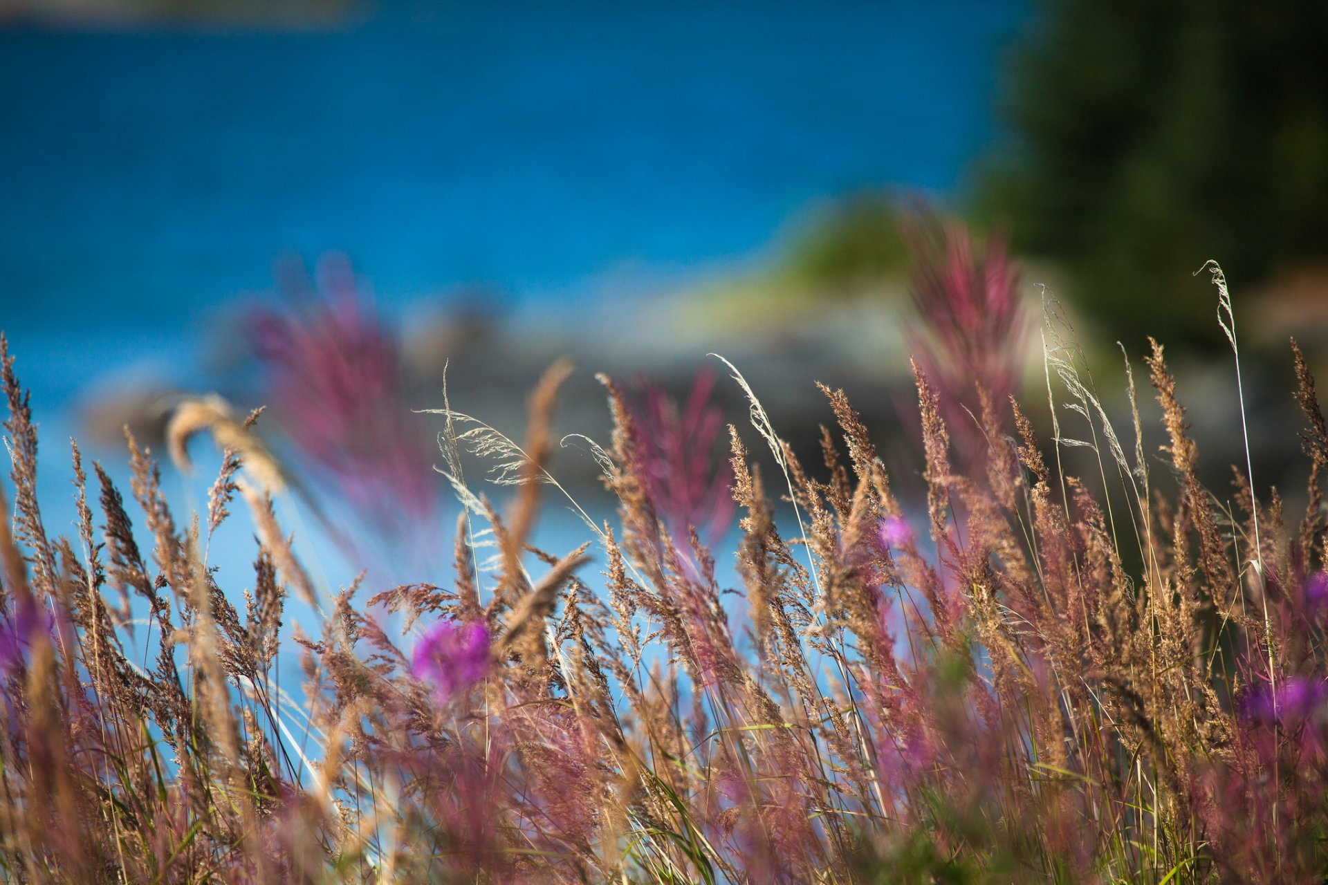 gras ährchen natur makro feld unschärfe