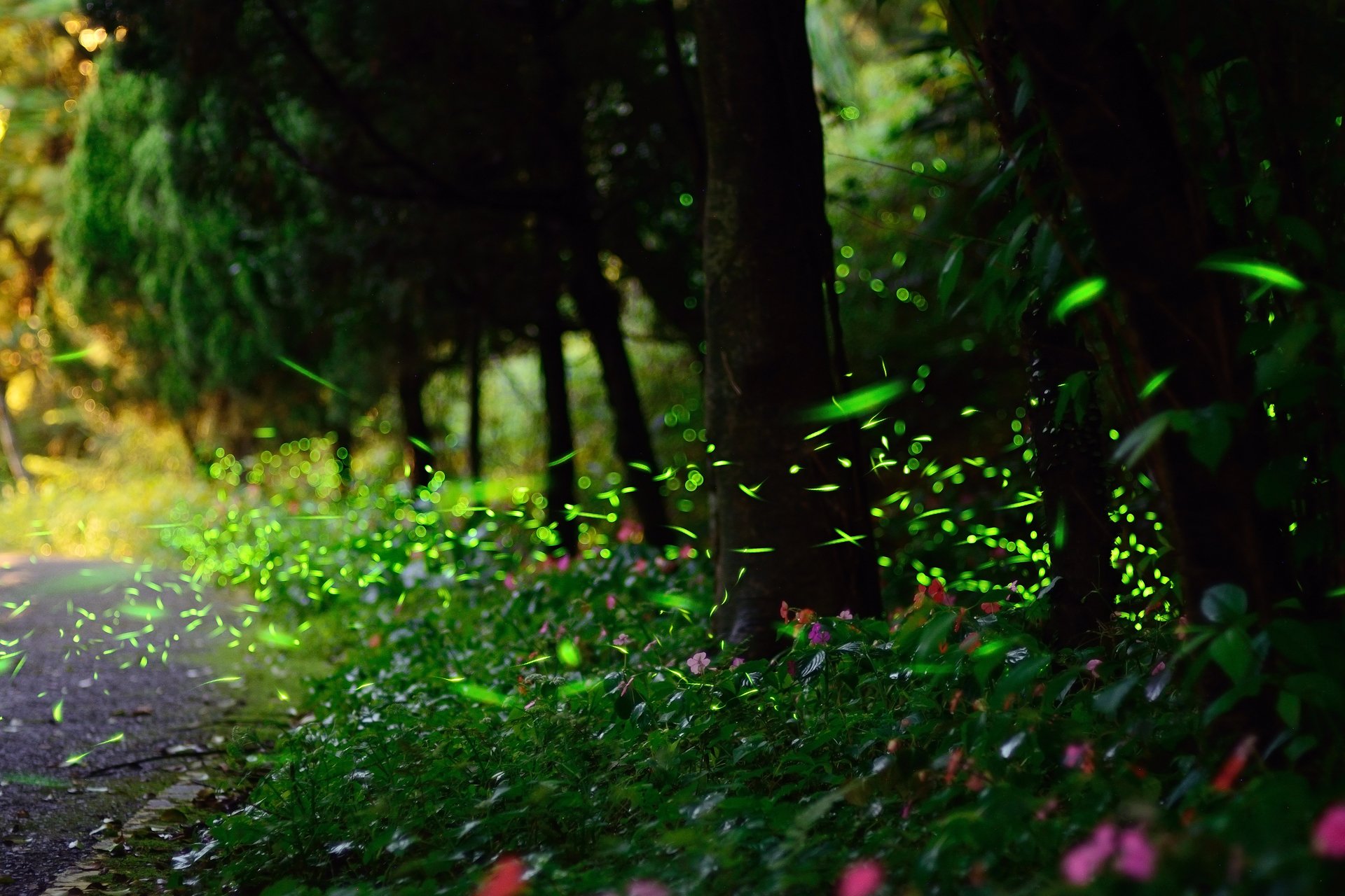 nature fireflies reflections bokeh