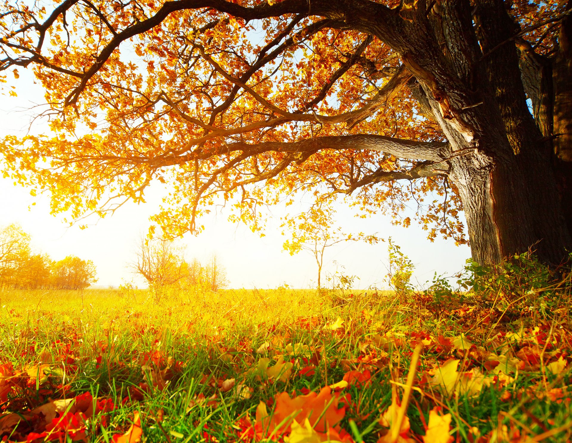 forêt ensoleillée automne arbres herbe feuilles