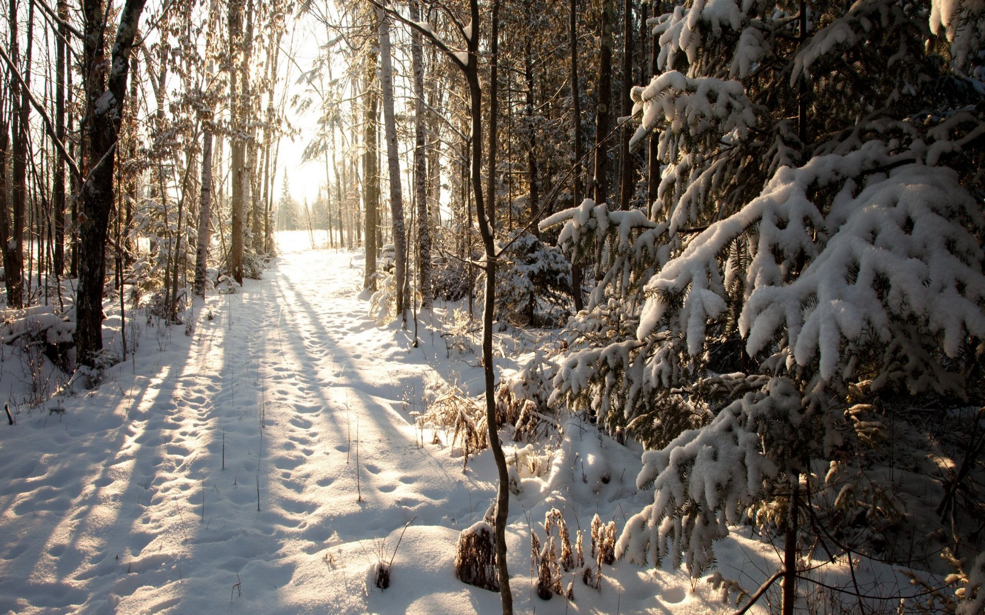 états-unis wisconsin phillips north woods hiver neige hiver