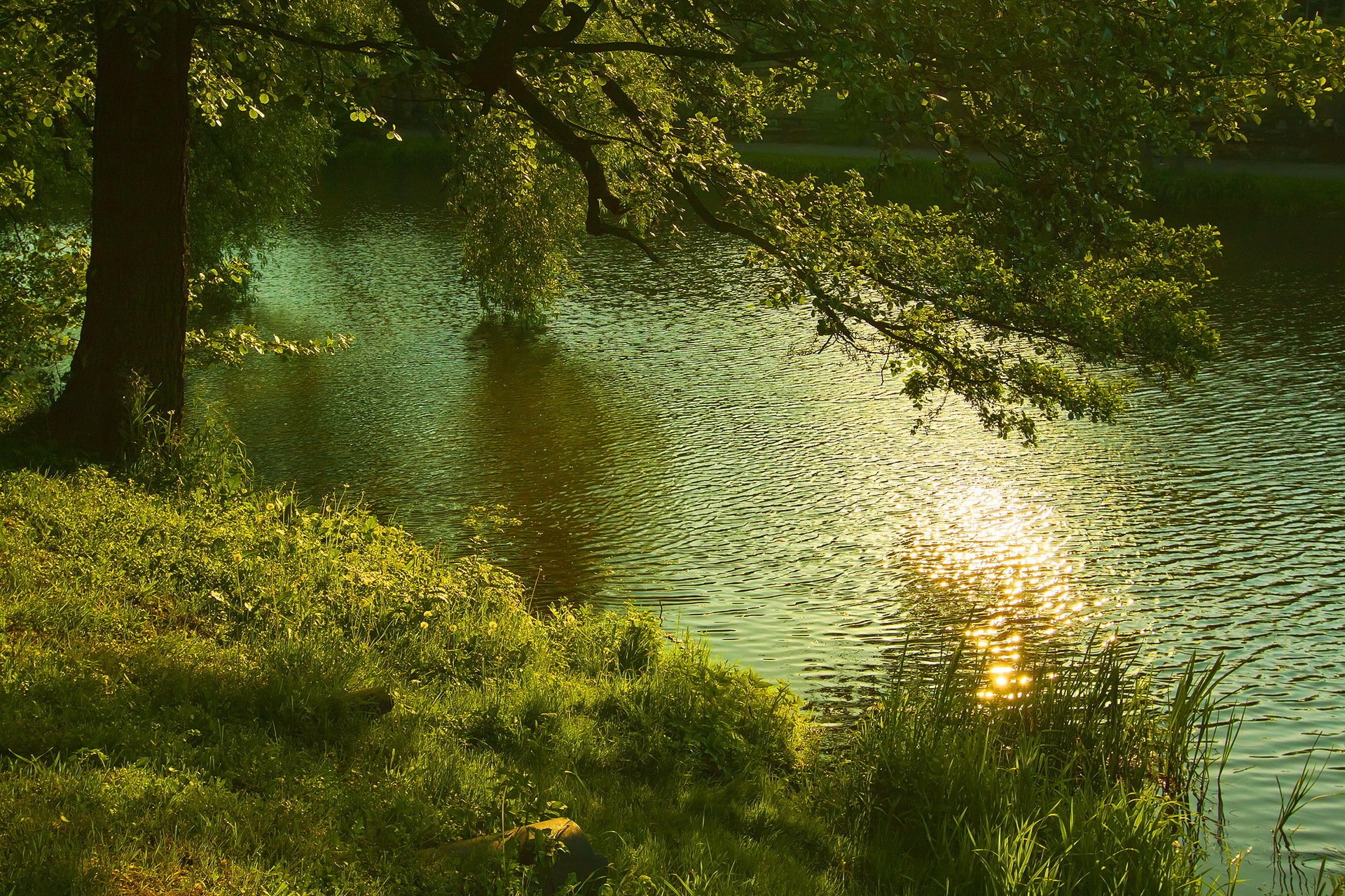 fluss baum natur