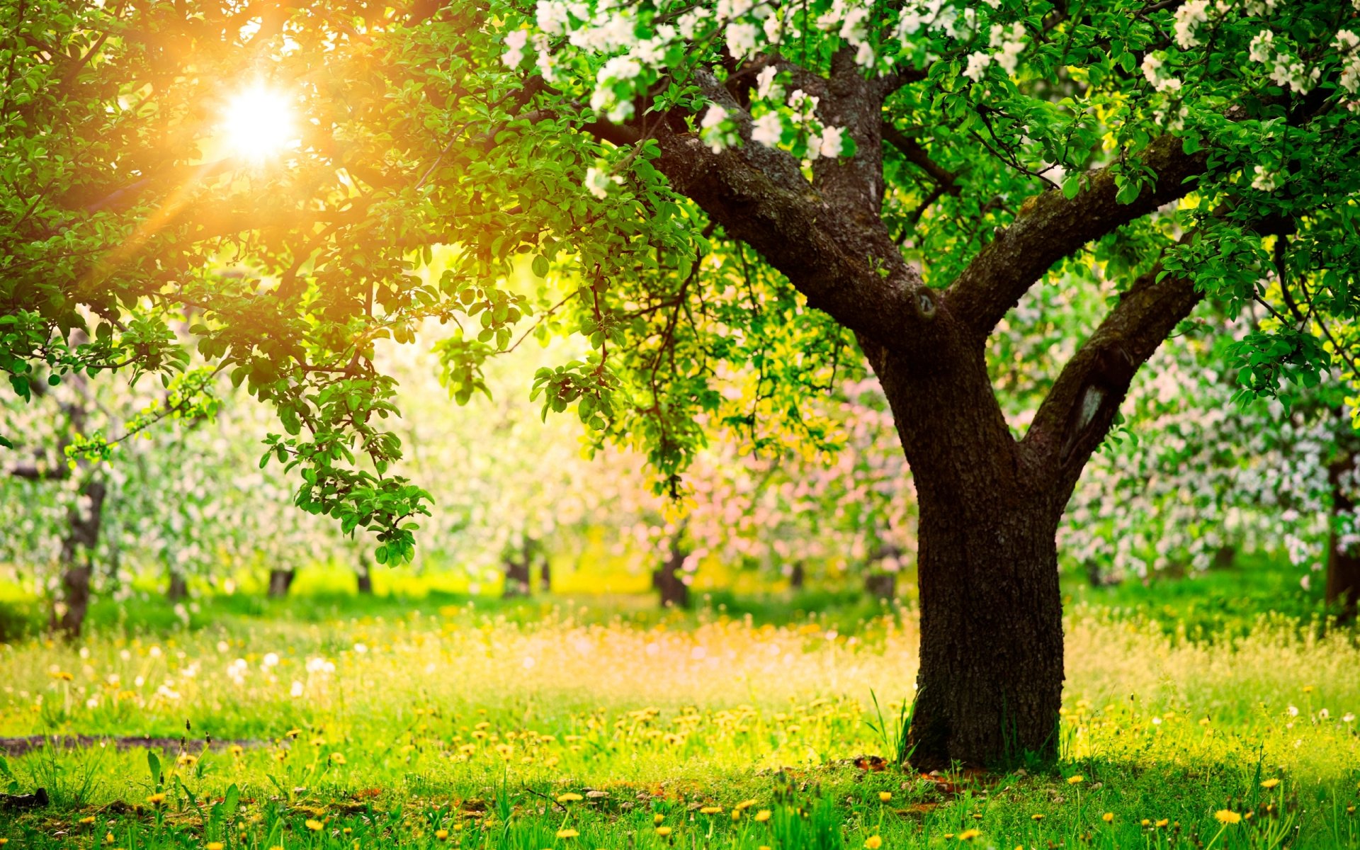 natura primavera giardino alberi meli denti di leone sole