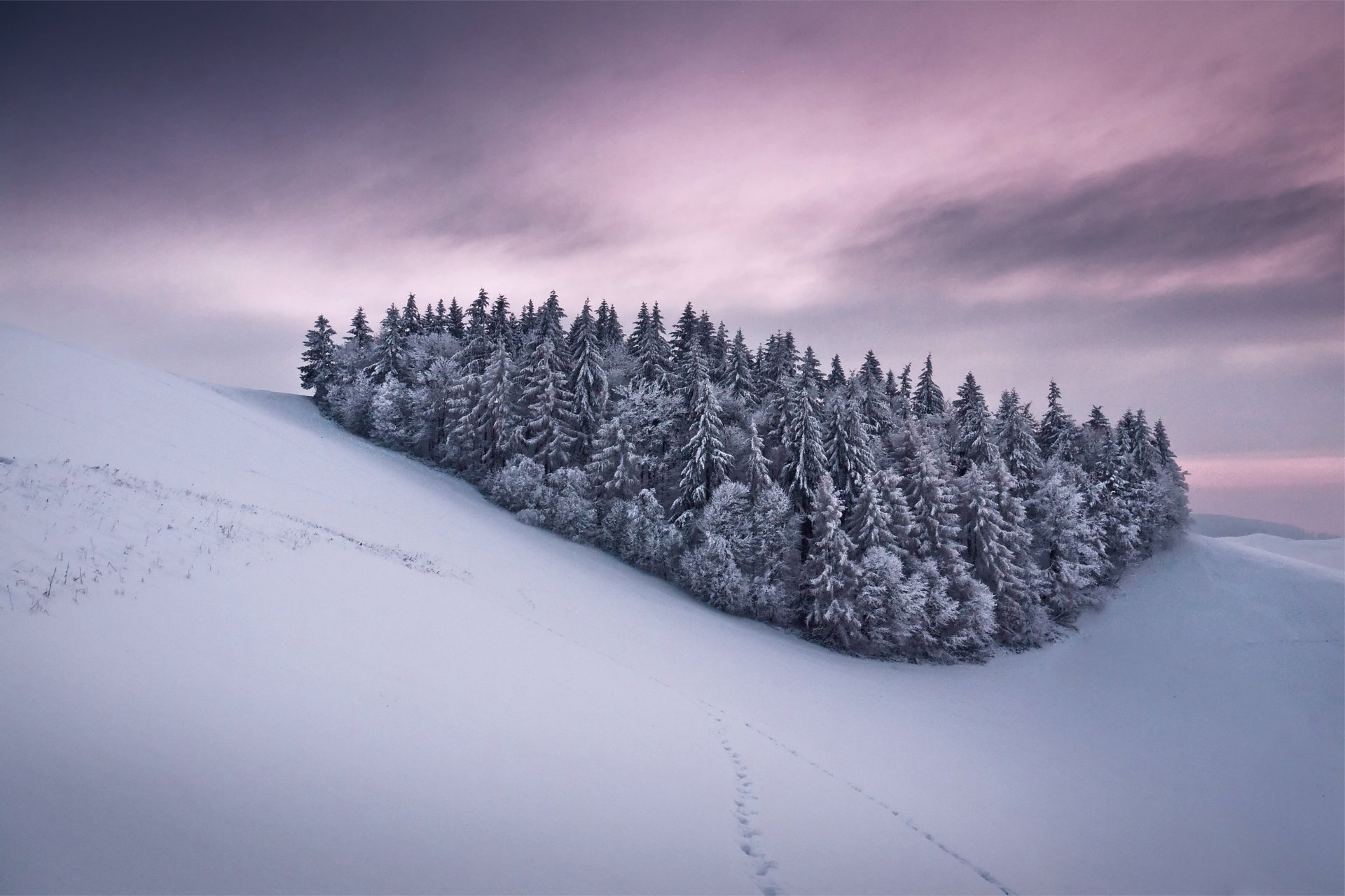 winter schnee spuren bäume weihnachtsbäume frost hügel hang rosa himmel grau wolken